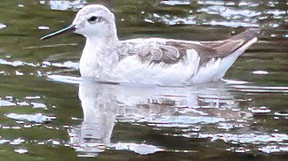 Wilson's Phalarope - Leah Alcyon