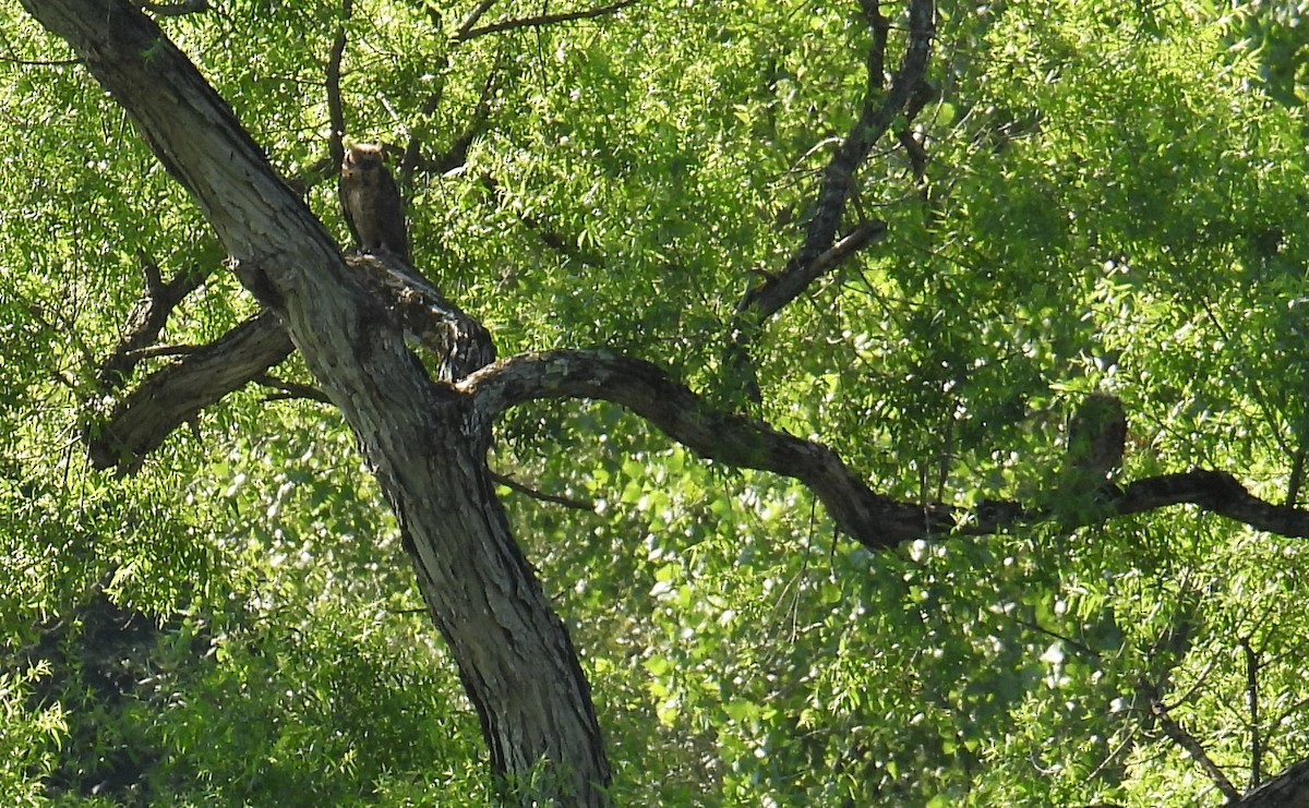 Great Horned Owl - ML471804261