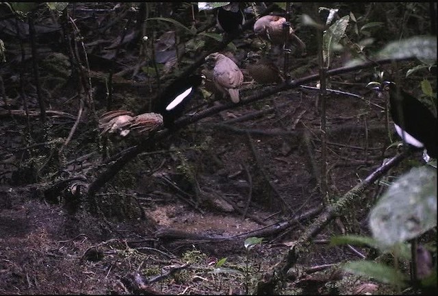 Carola's Parotia - ML471808