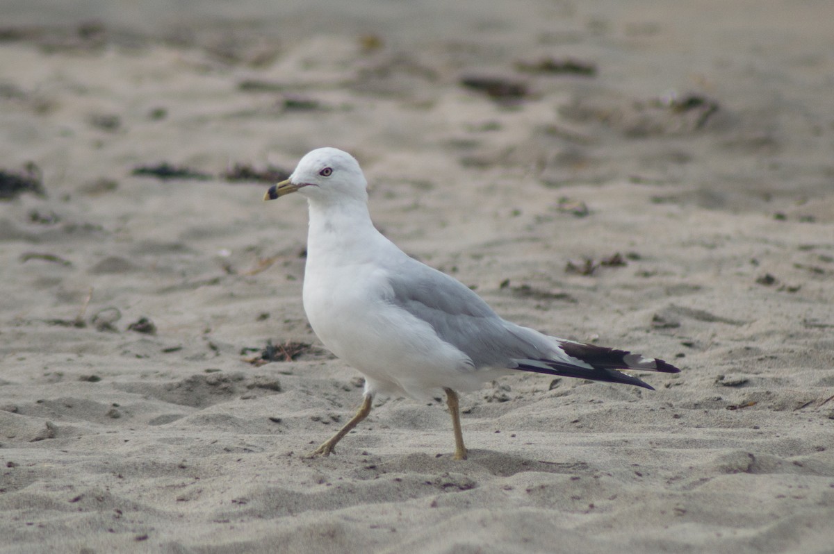 Ring-billed Gull - ML471808211