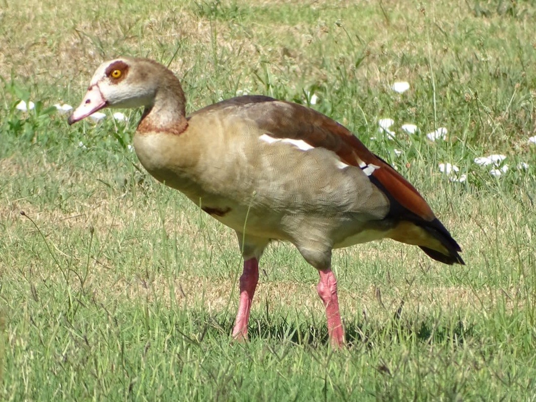 husice nilská - ML471809161