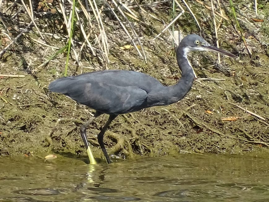 volavka přímořská (ssp. gularis) - ML471809291