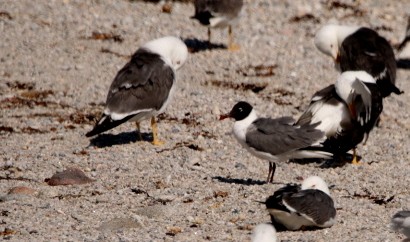 Mouette atricille - ML471809981