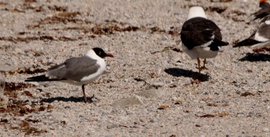 Mouette atricille - ML471810131