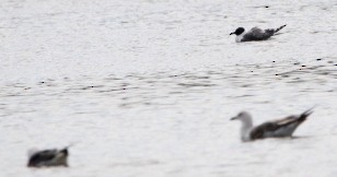 Mouette atricille - ML471810161