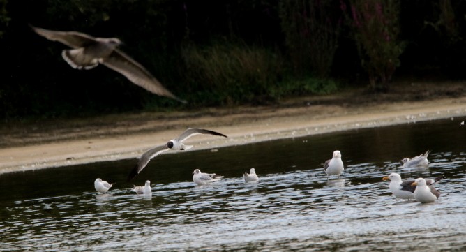 Mouette atricille - ML471810171