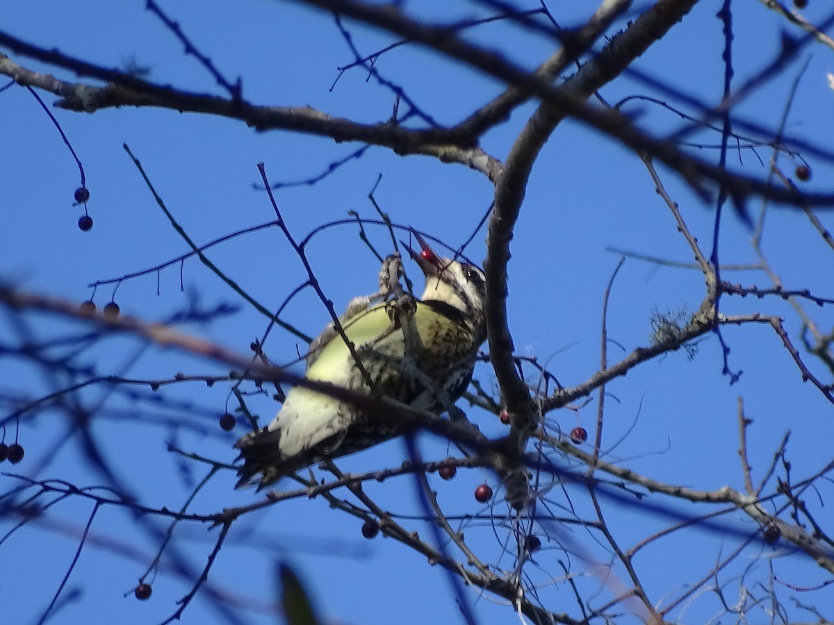 Yellow-bellied Sapsucker - ML47181041