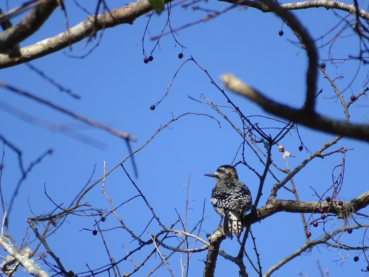 Yellow-bellied Sapsucker - ML47181061