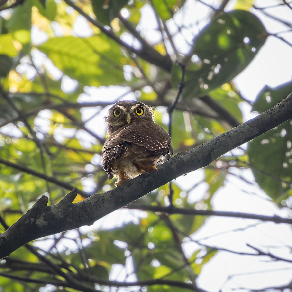 Amazonian Pygmy-Owl - ML471811061