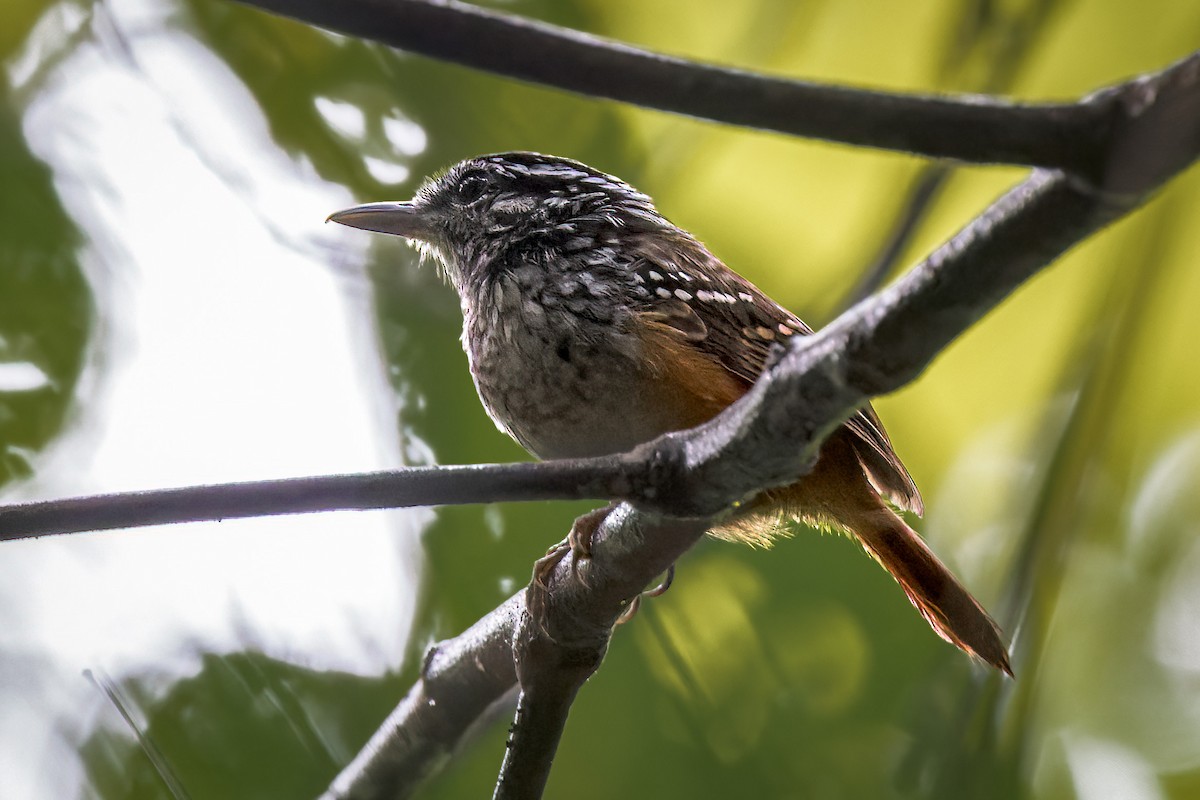 Spix's Warbling-Antbird - ML471811191