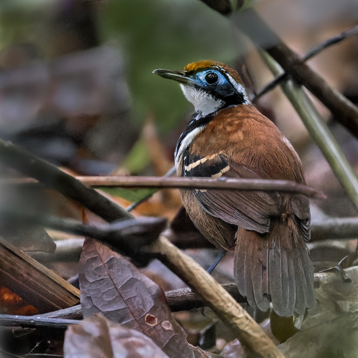 Ferruginous-backed Antbird - ML471811321