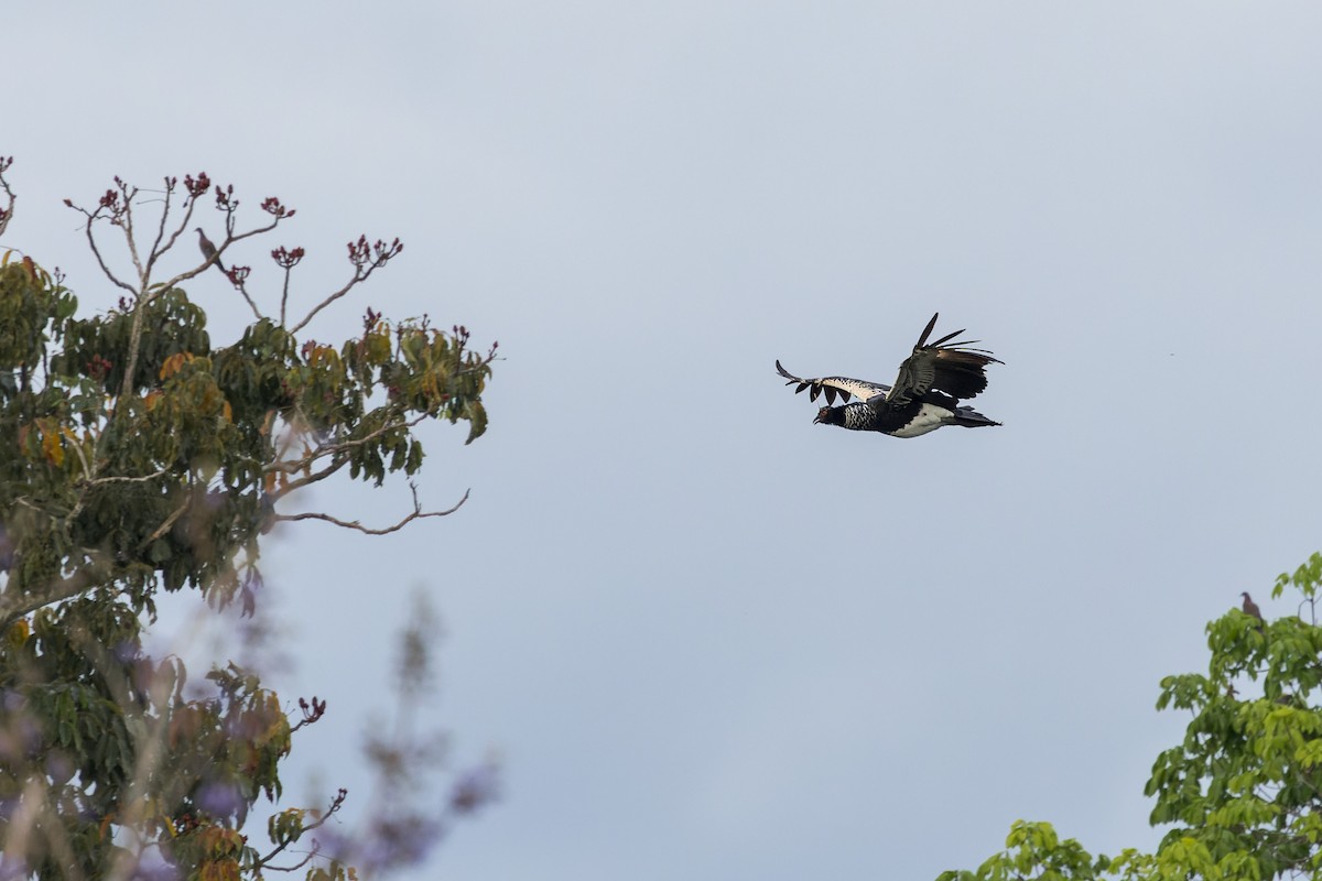 Horned Screamer - ML471811771