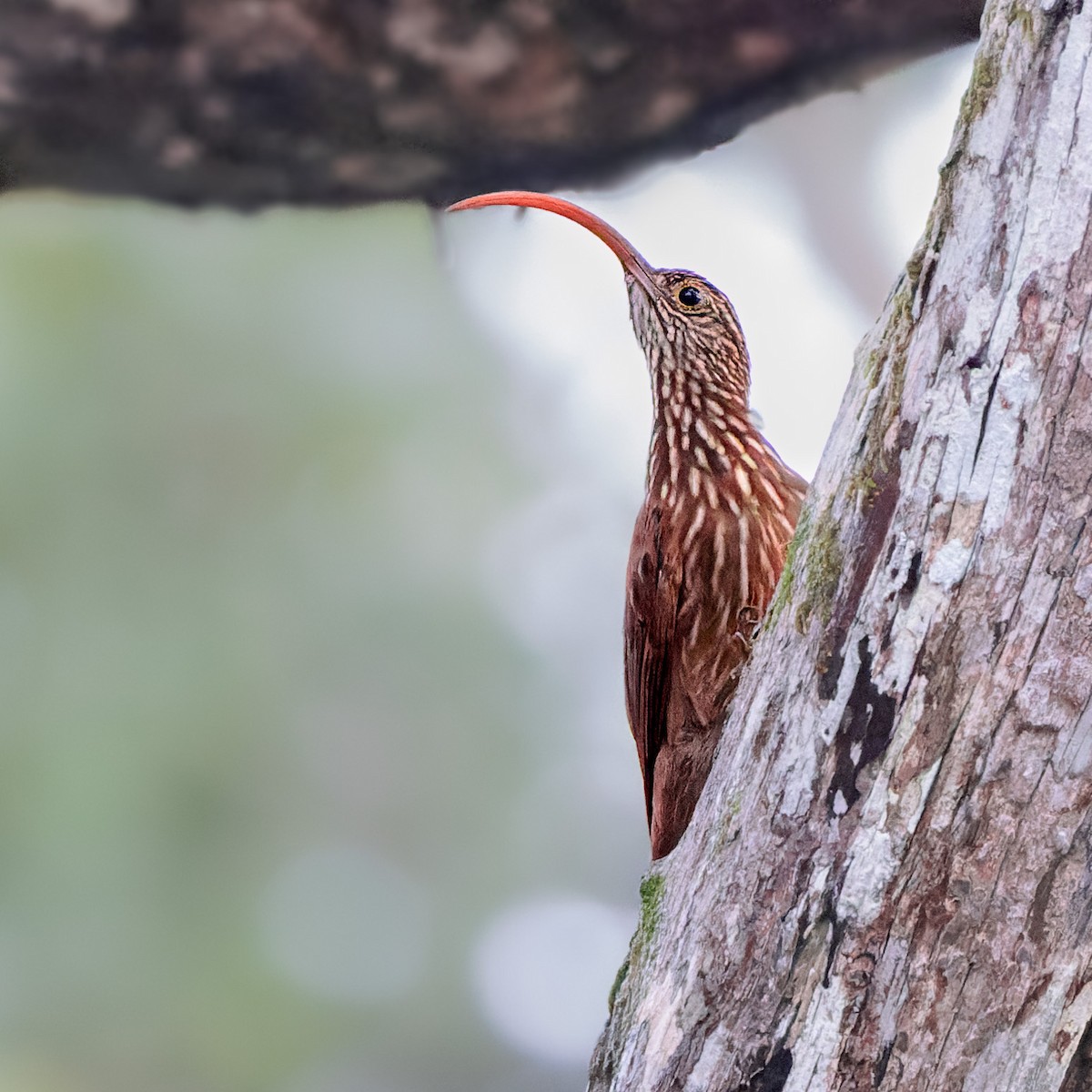 Red-billed Scythebill - ML471811941