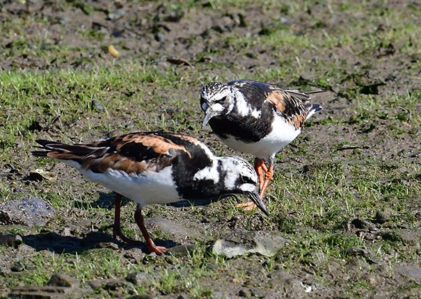 Ruddy Turnstone - Frances Greenberg