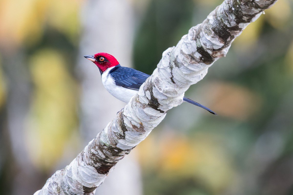 Red-capped Cardinal - ML471812291