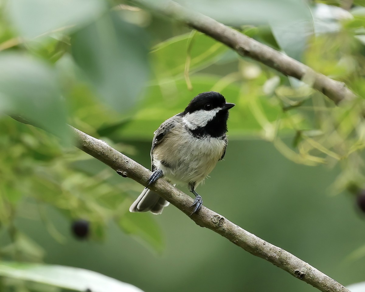 Carolina Chickadee - ML471813101