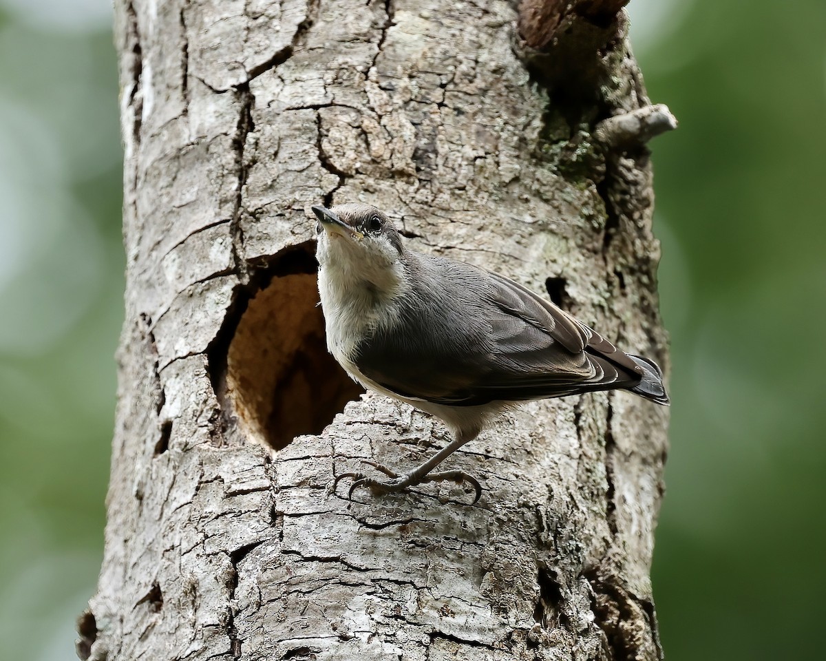 Brown-headed Nuthatch - ML471813211