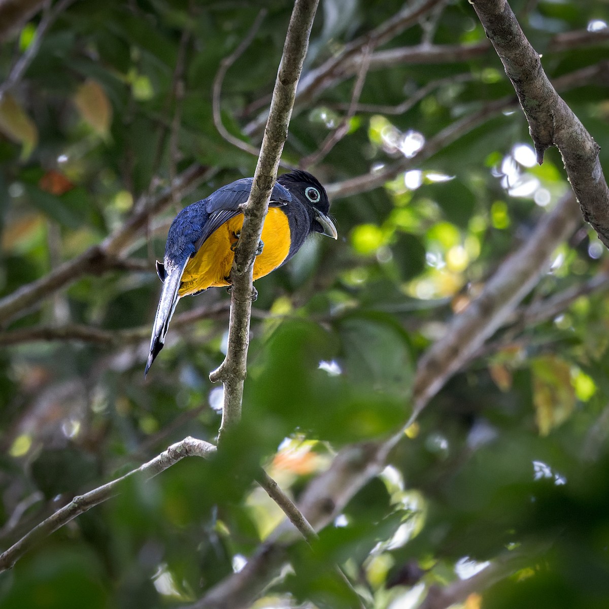 Green-backed Trogon - ML471813221