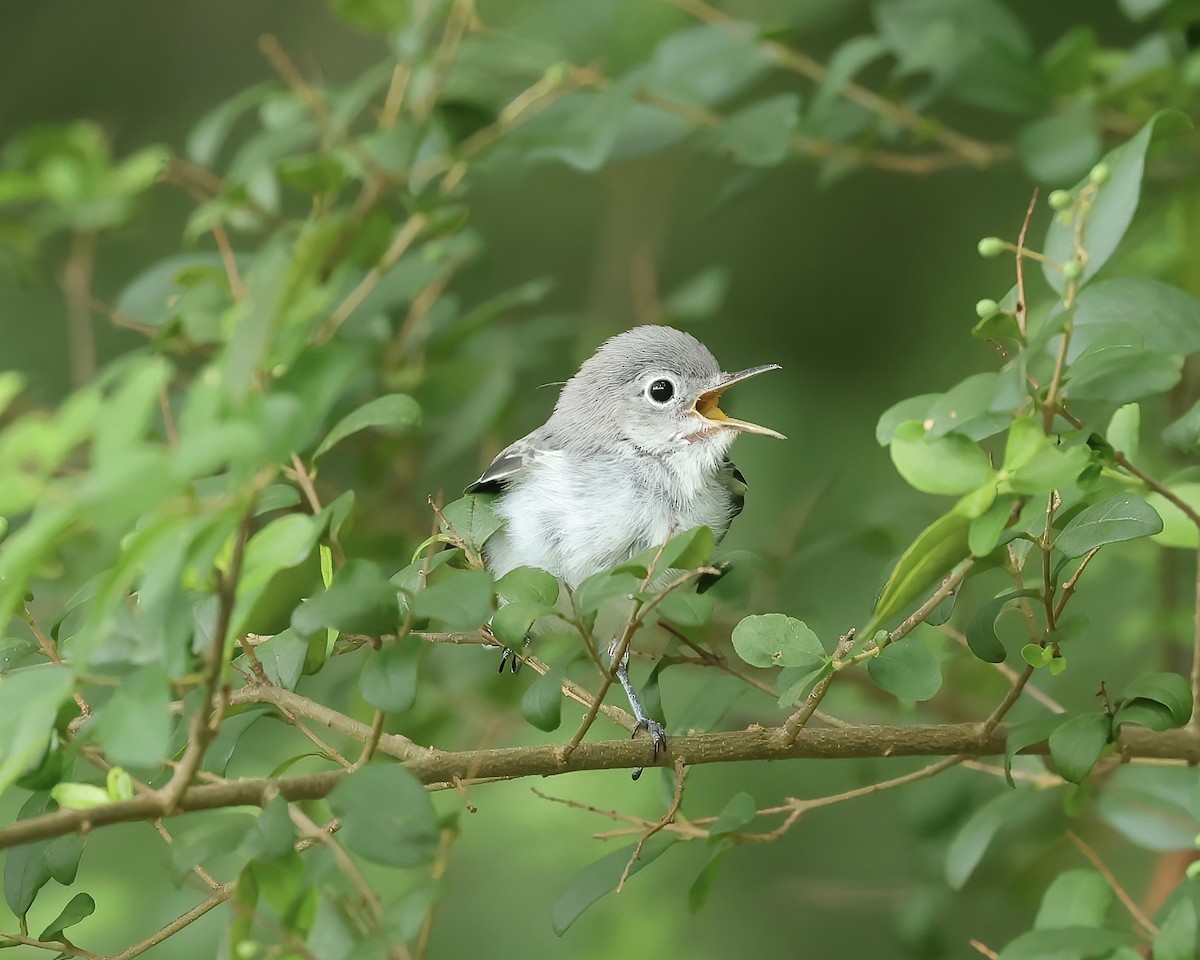 Blue-gray Gnatcatcher - ML471813291