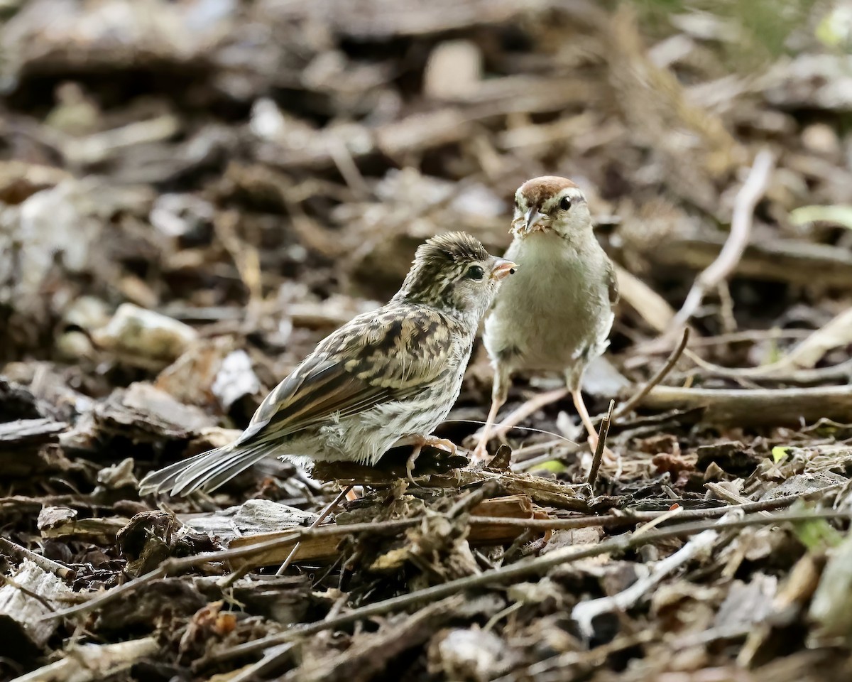 Chipping Sparrow - ML471813631