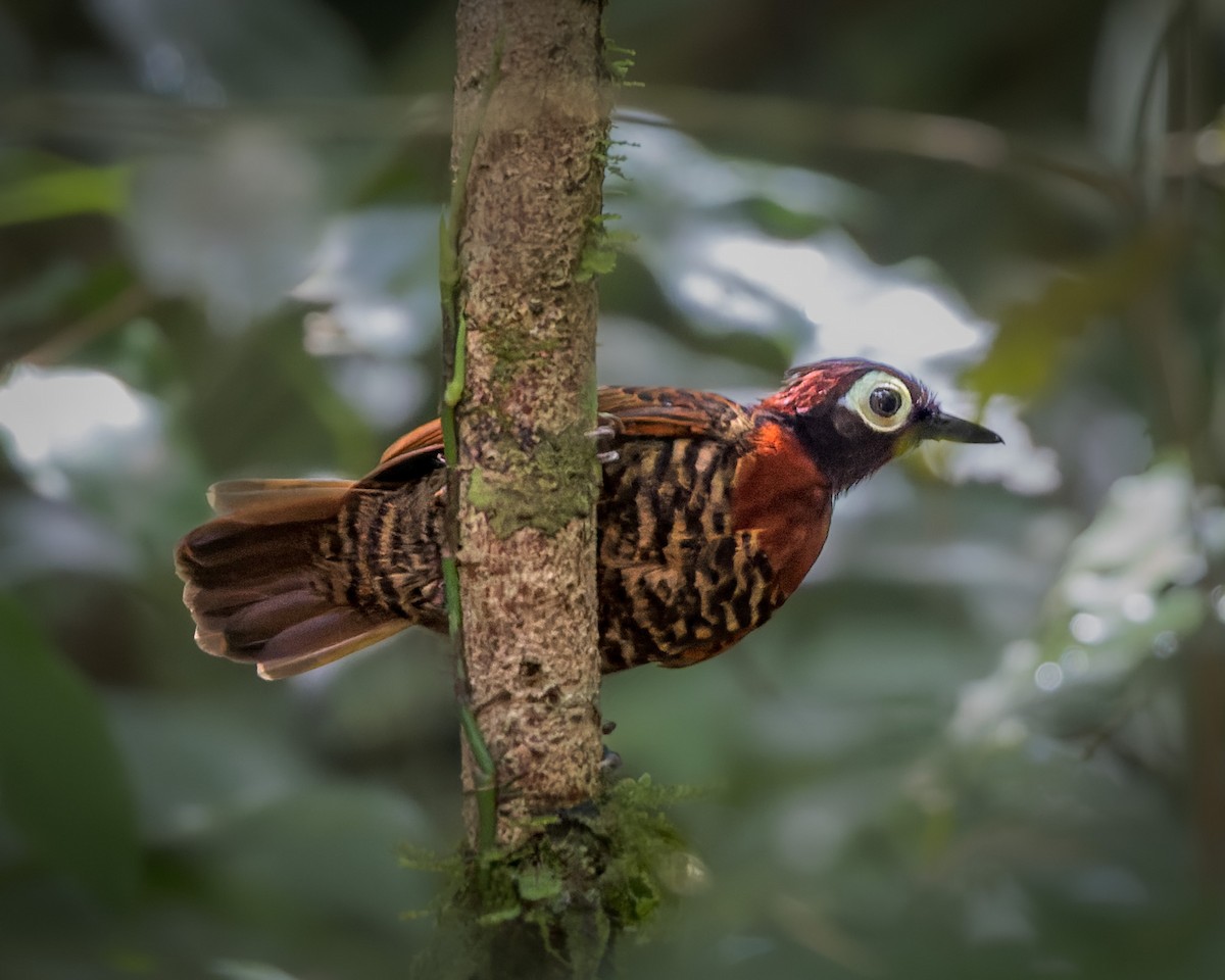 Harlequin Antbird - ML471813641