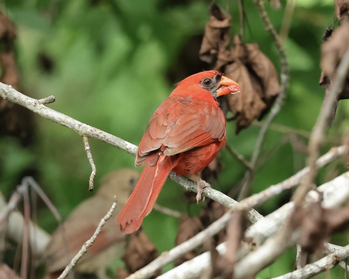 Northern Cardinal - ML471813711