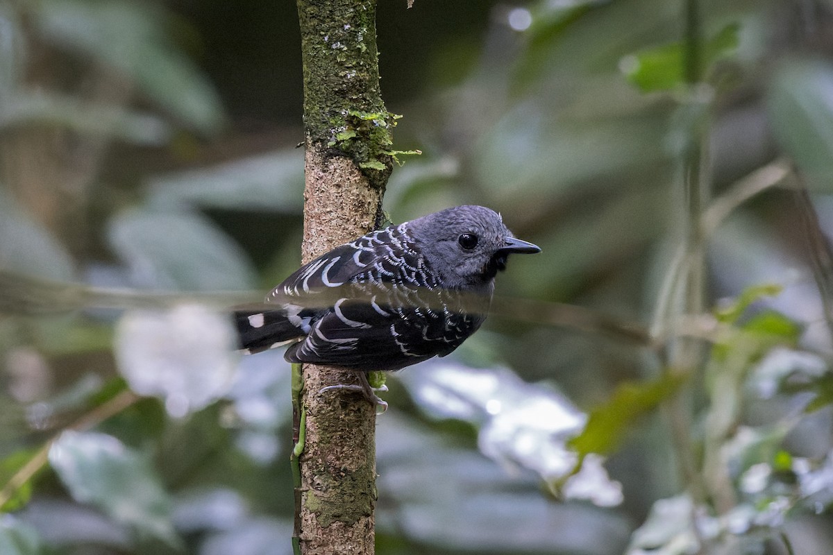 Xingu Scale-backed Antbird - ML471813741