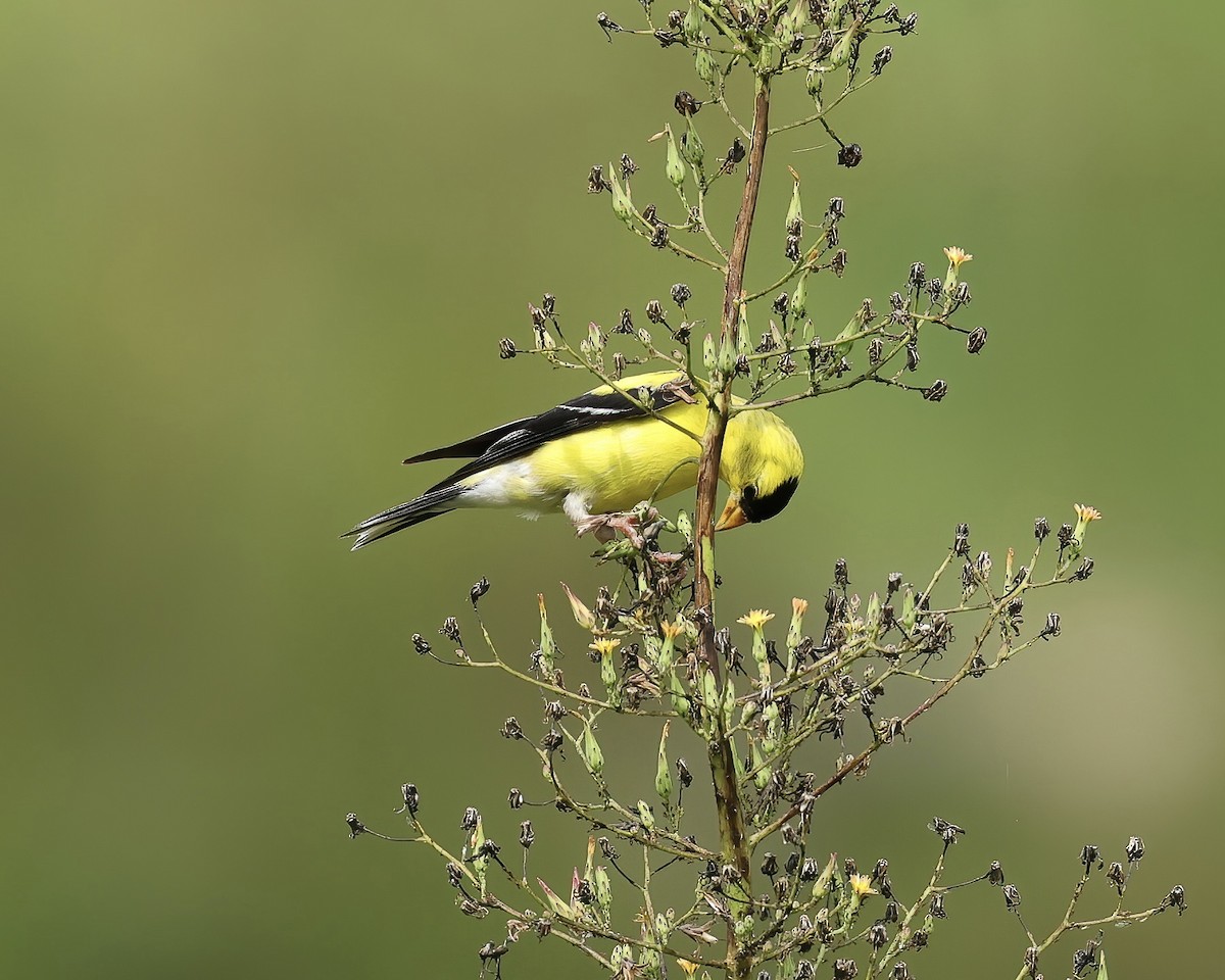 American Goldfinch - ML471813841