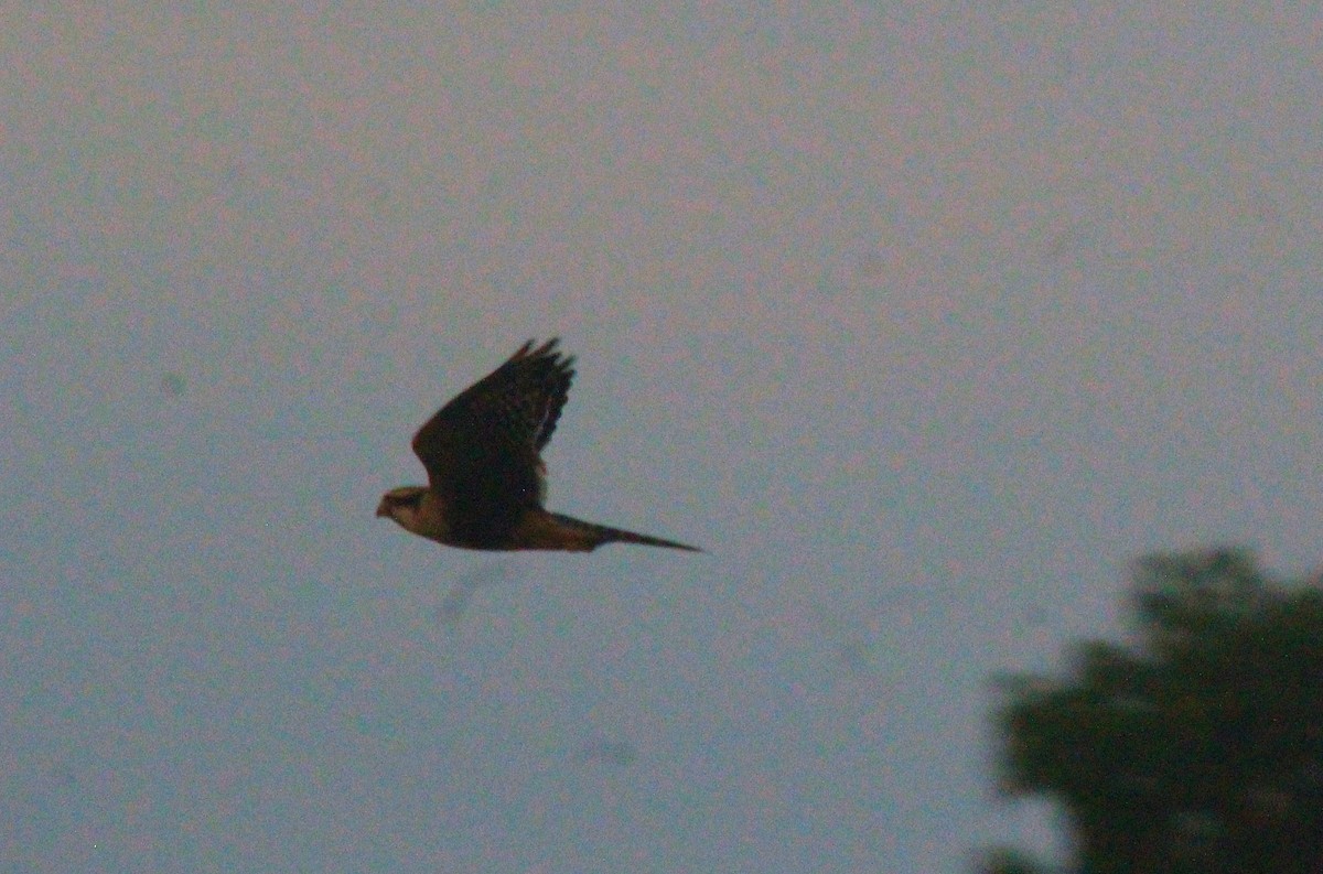 Aplomado Falcon - ML471813931
