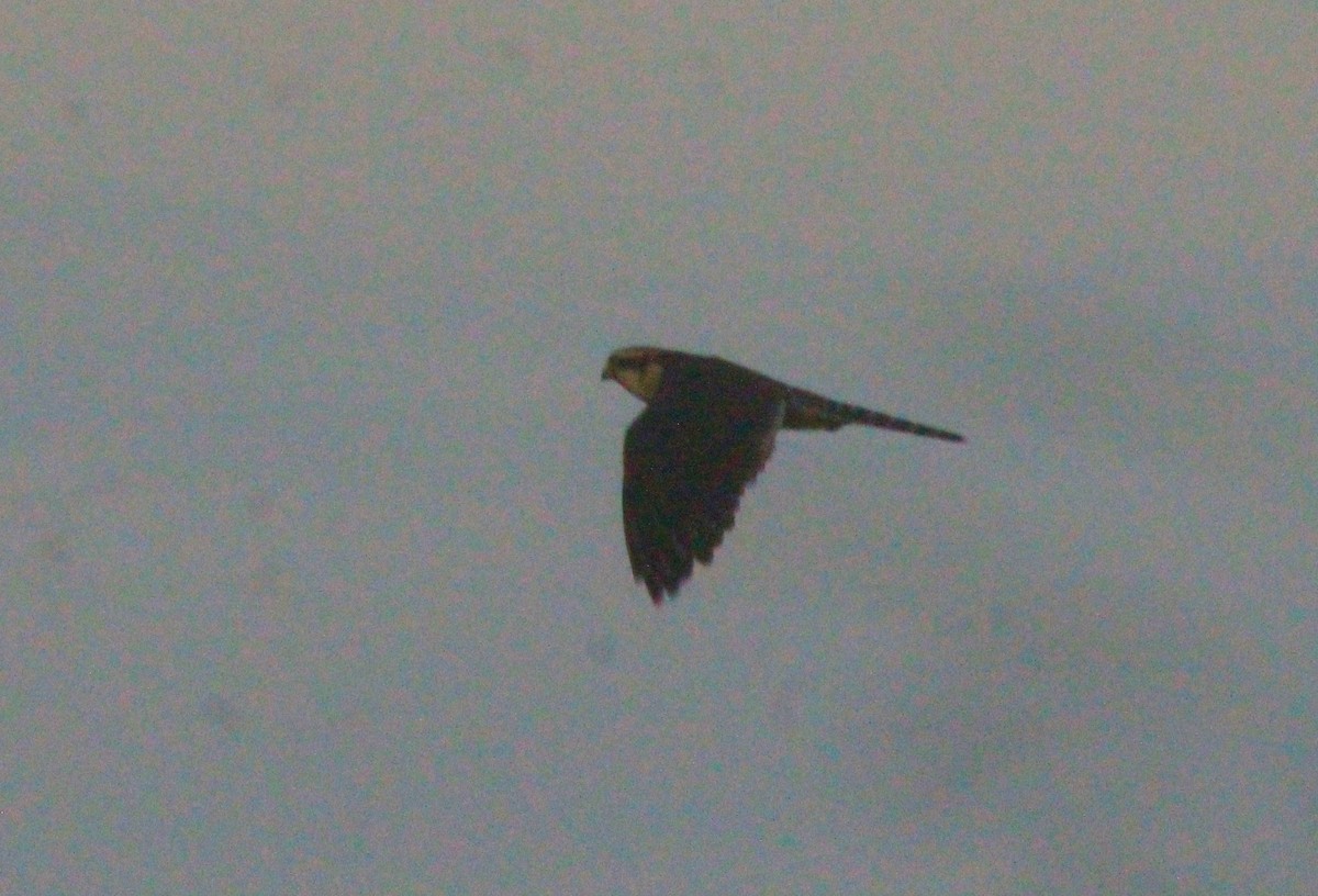 Aplomado Falcon - ML471813971