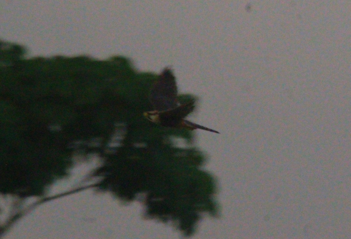 Aplomado Falcon - ML471814011