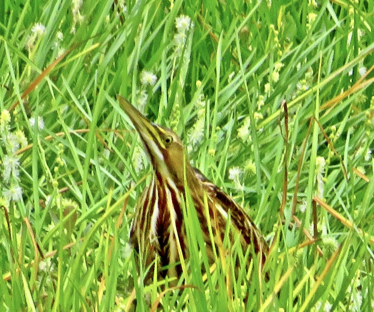 American Bittern - ML471814061