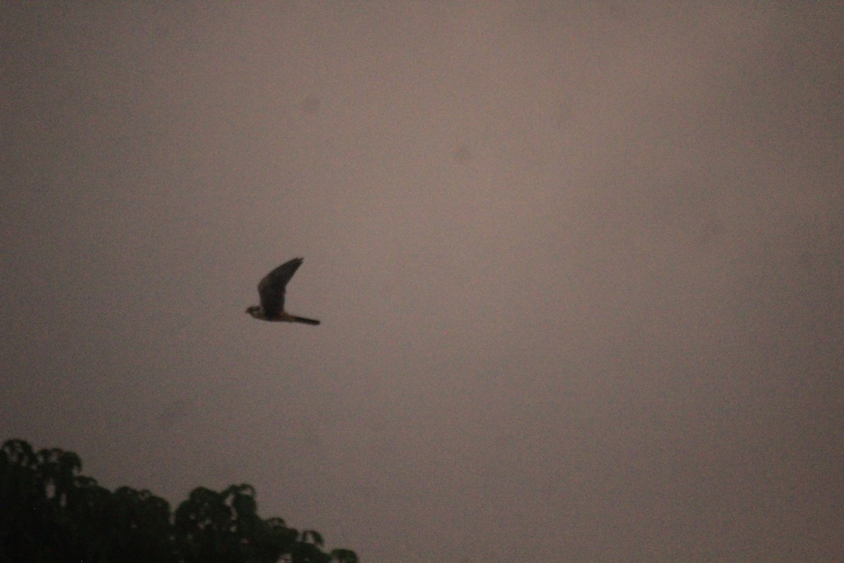 Aplomado Falcon - ML471814091