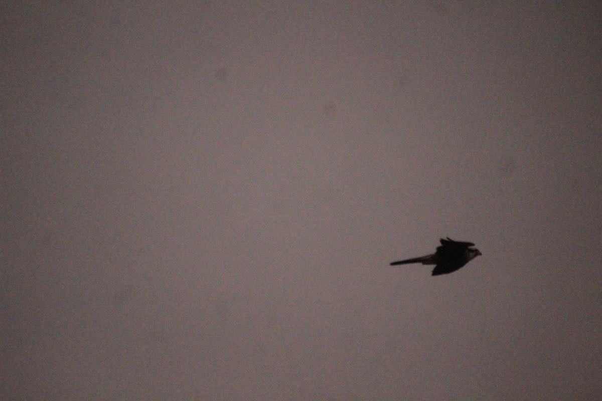 Aplomado Falcon - ML471814151