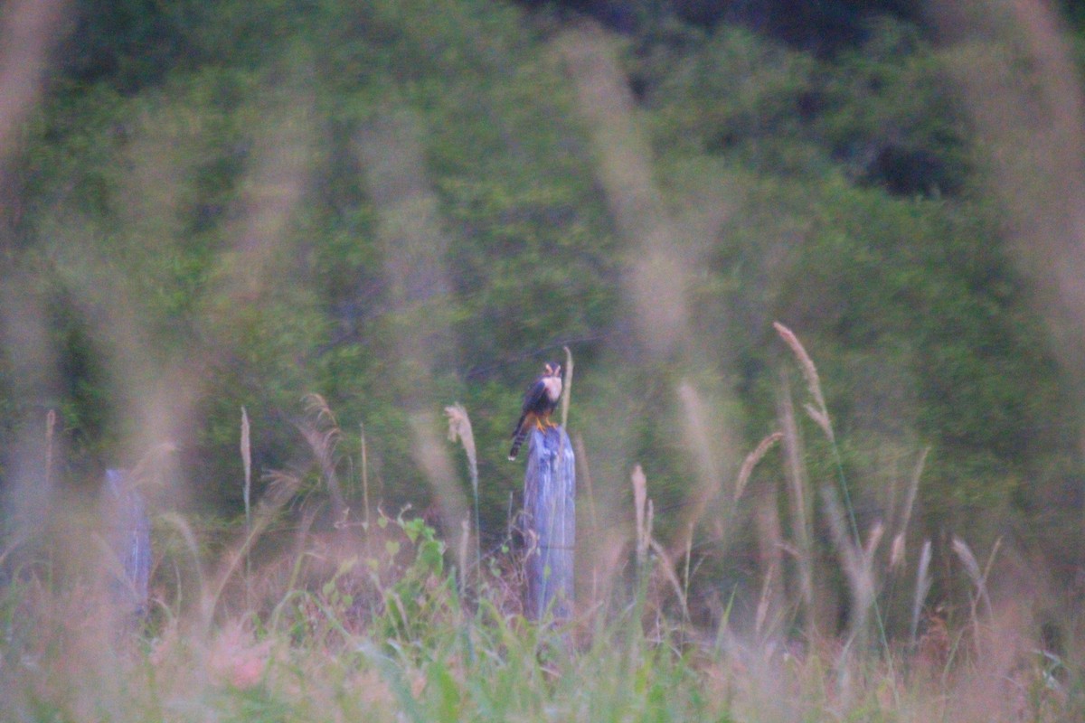 Aplomado Falcon - ML471814211