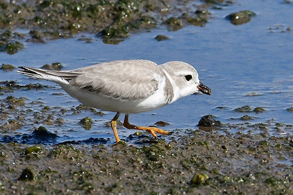 Piping Plover - Frances Greenberg