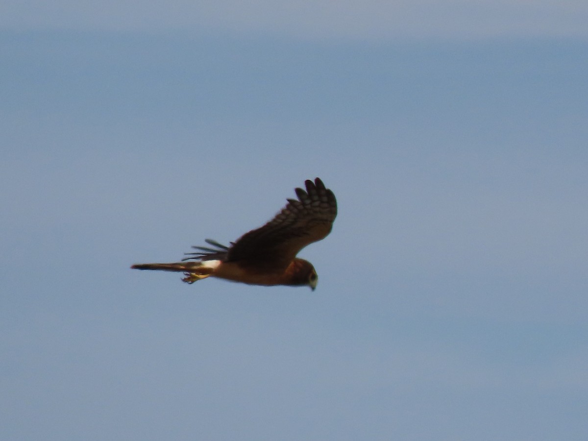 Northern Harrier - ML471814531