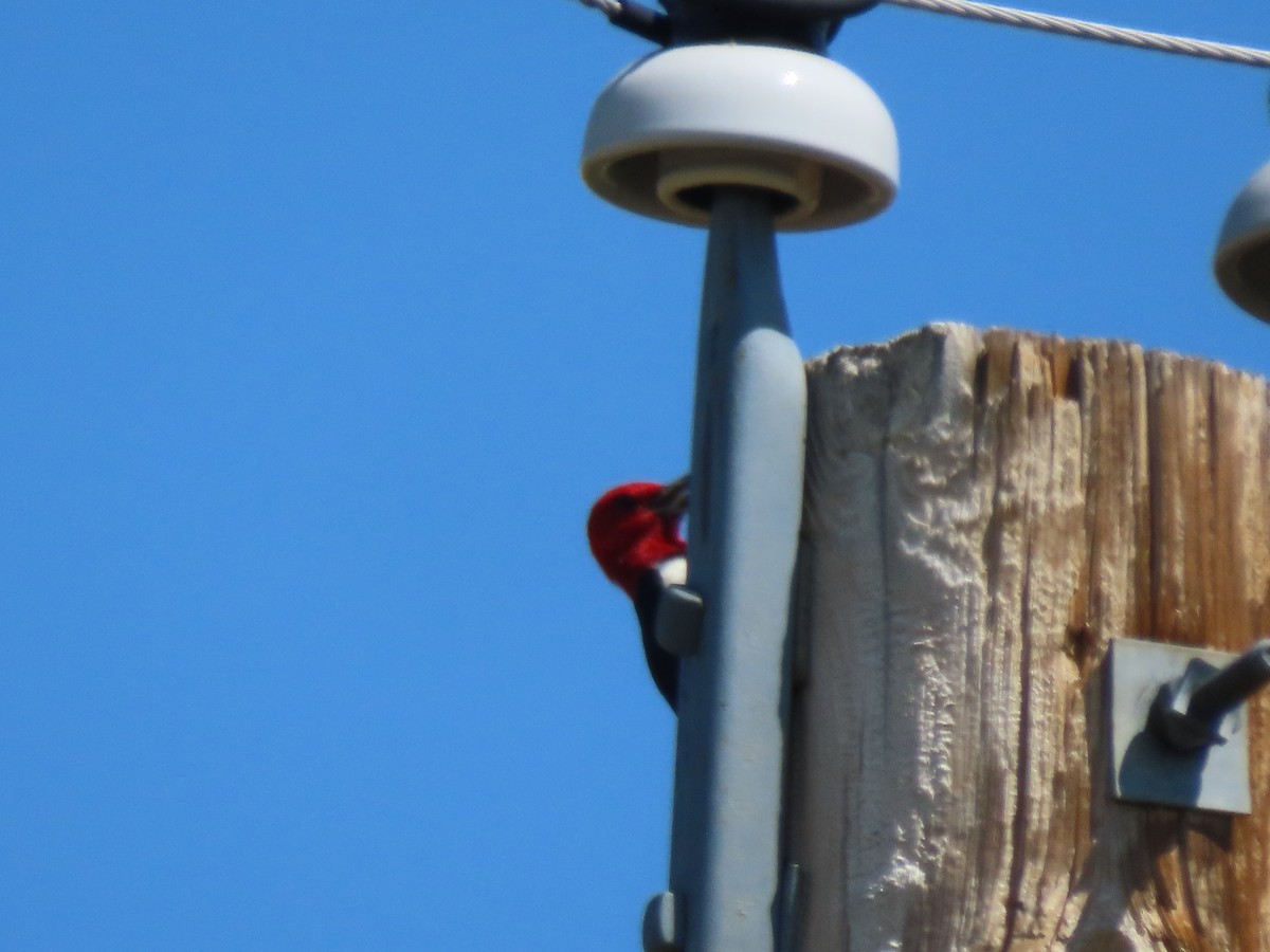 Red-headed Woodpecker - ML471815311