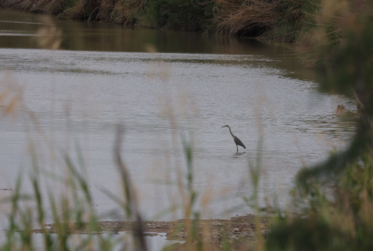 Great Blue Heron (Great Blue) - ML471815531