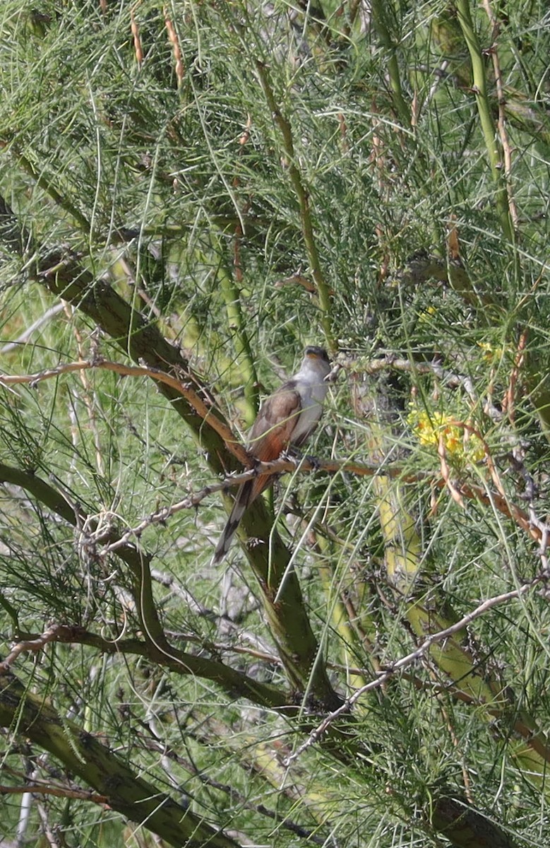 Yellow-billed Cuckoo - ML471815641