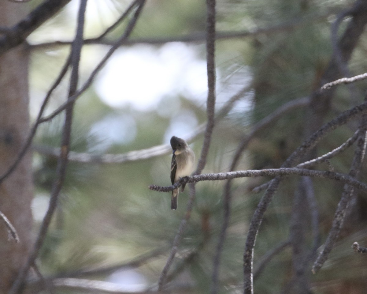 Western Wood-Pewee - ML471815771