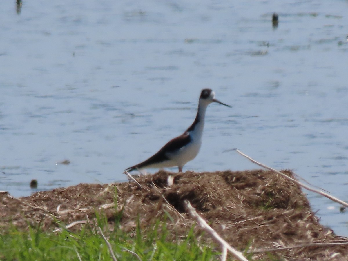 Black-necked Stilt - ML471815881