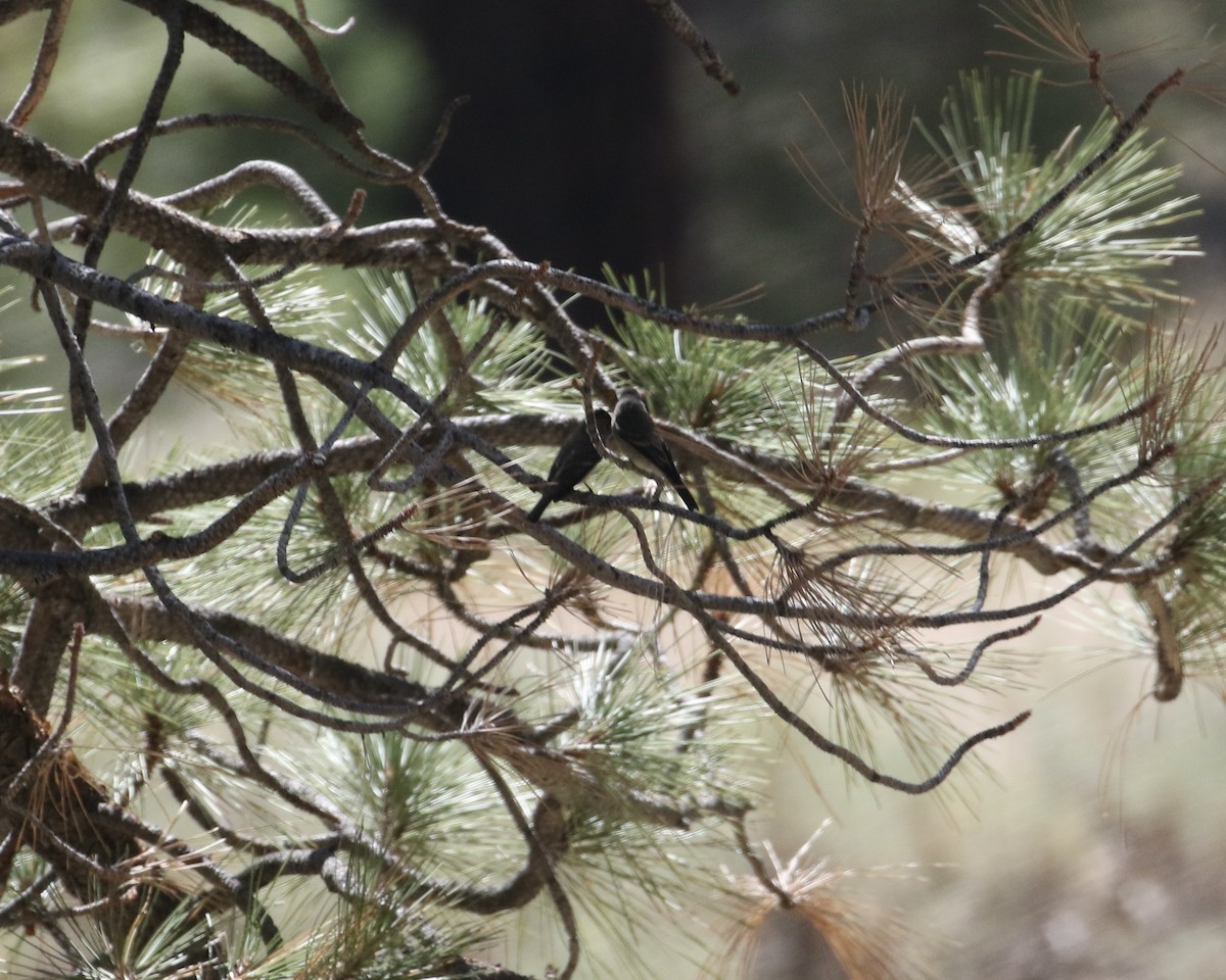 Western Wood-Pewee - ML471815941