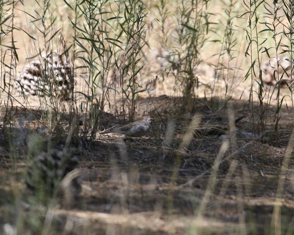 Chipping Sparrow - ML471815971