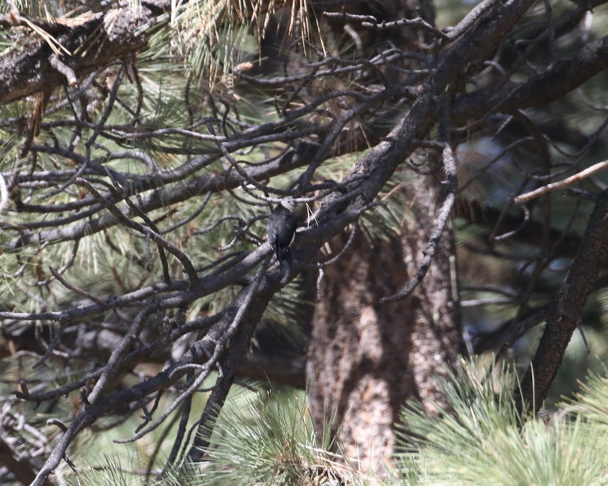 White-headed Woodpecker - ML471816051