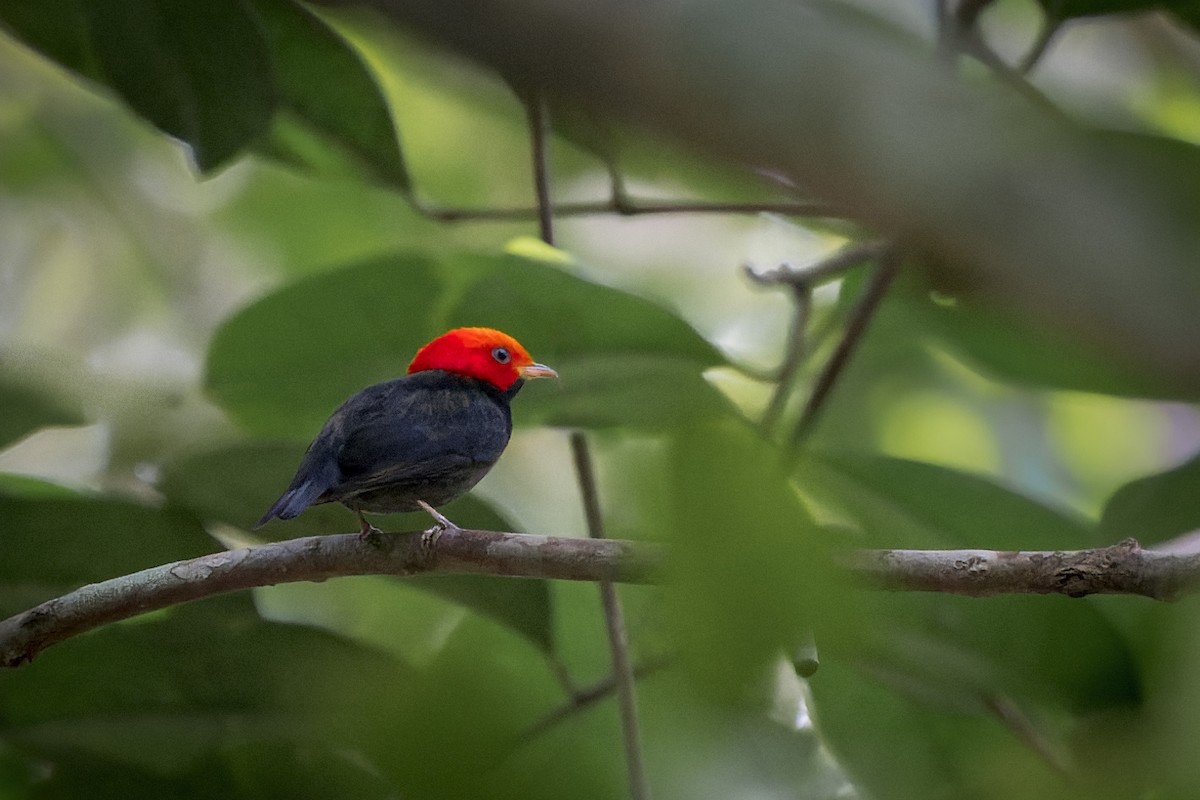 Red-headed Manakin - ML471816311