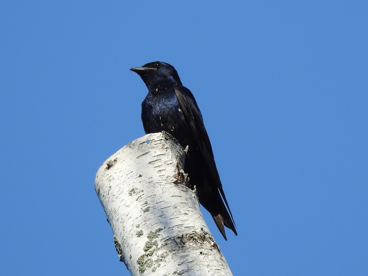 Golondrina Purpúrea - ML471816471