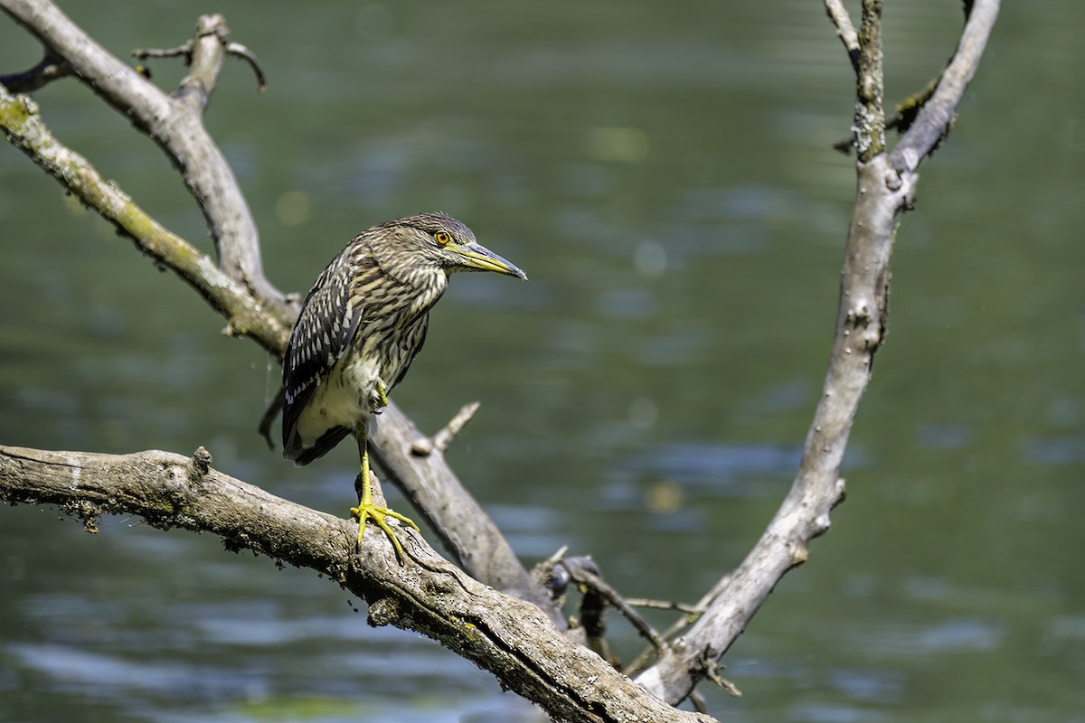 Black-crowned Night Heron - ML471817741