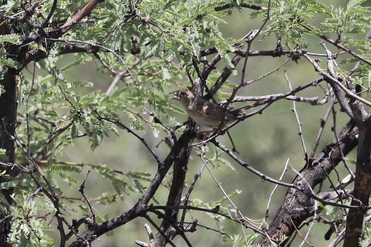 Botteri's Sparrow - ML471819091