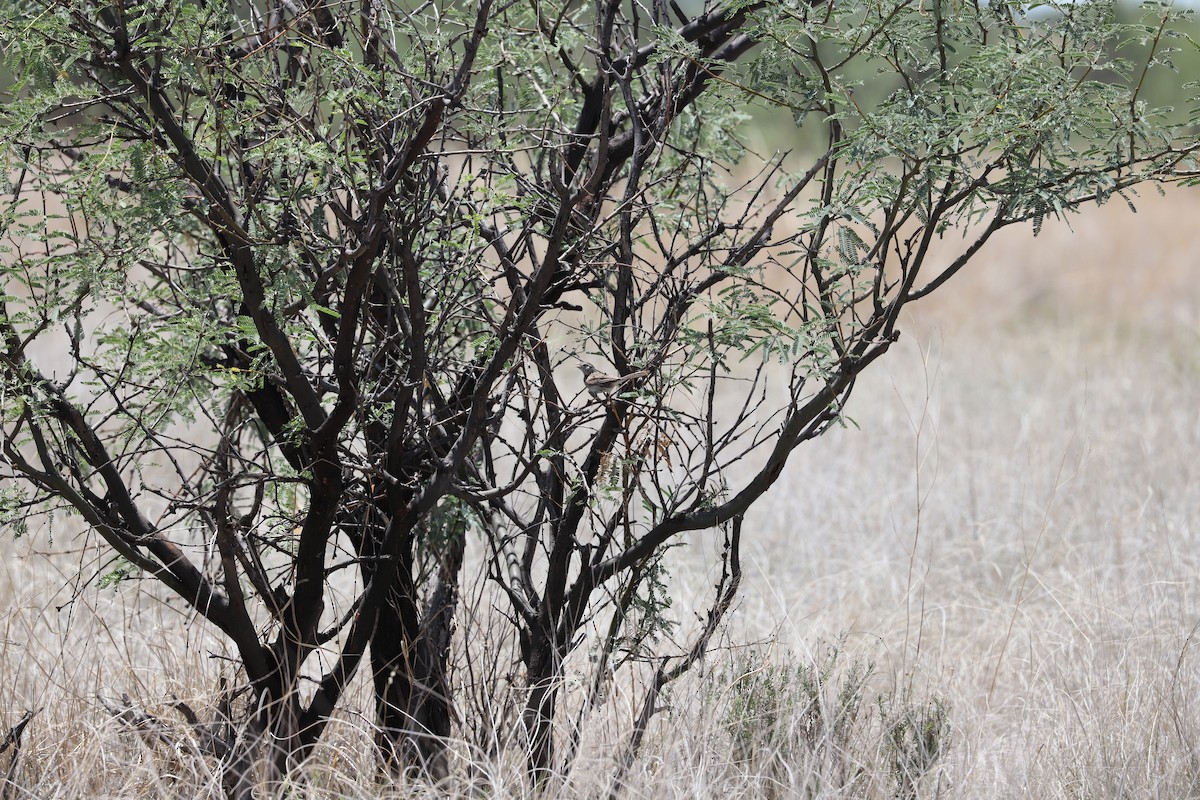 Cassin's Sparrow - ML471819191